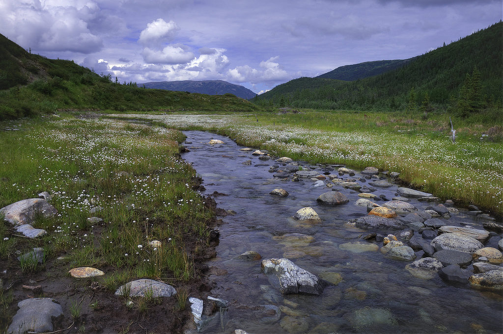Moose Creek in the spring at Denali National Park in Alaska