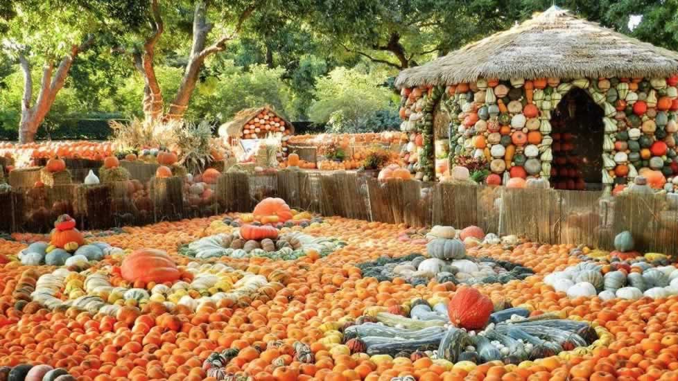 Pumpkins, squash, gourds and more ... at Pumpkin Village at the Dallas Arboretum in the Fall