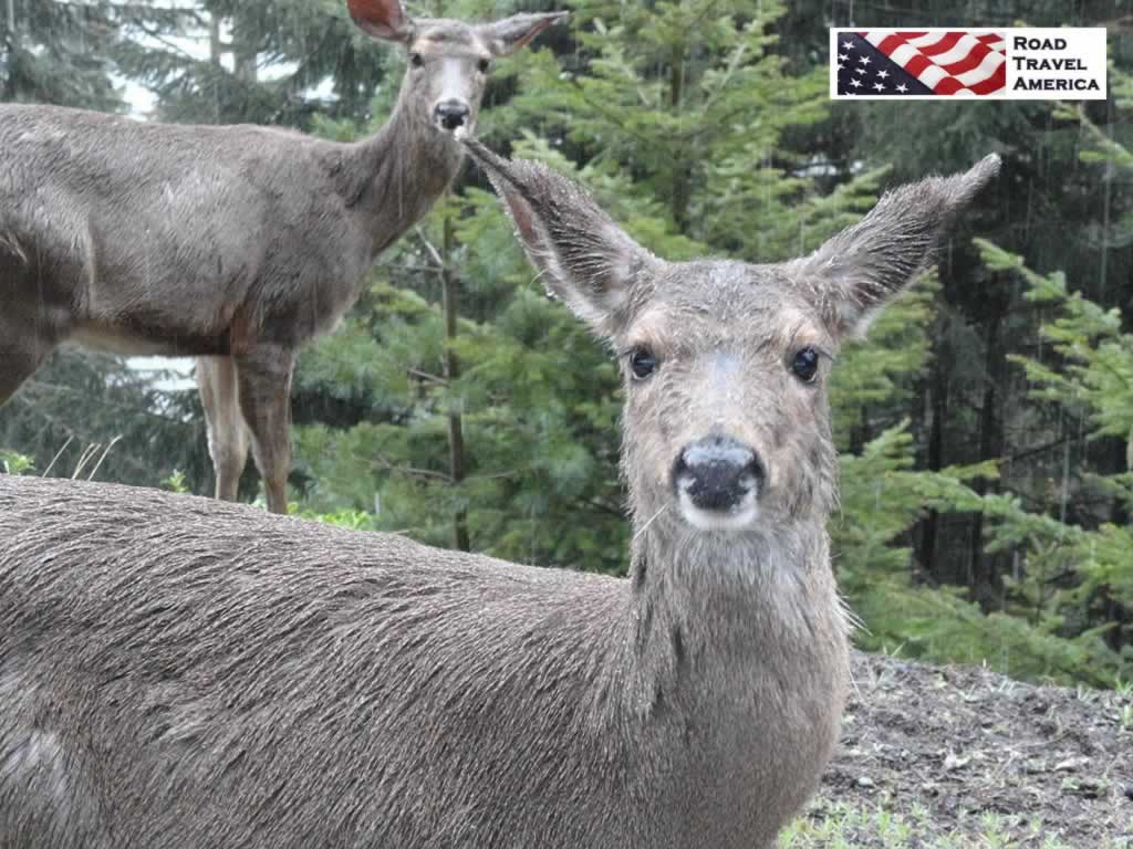 Friendly, wet visitors along the road to Hurricane Ridge in Olympic National Park