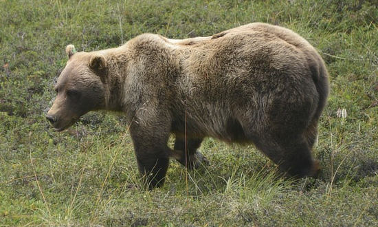 Bear at Denali National Park