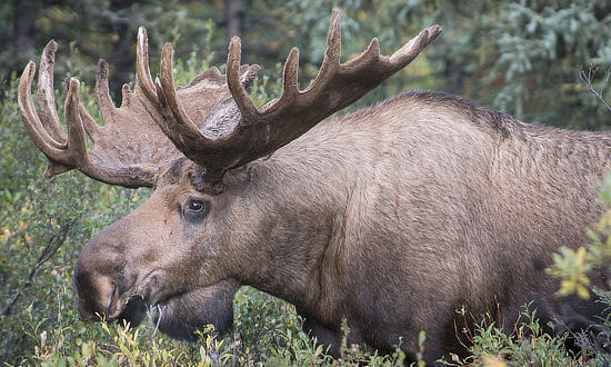 Denali National Park wildlife
