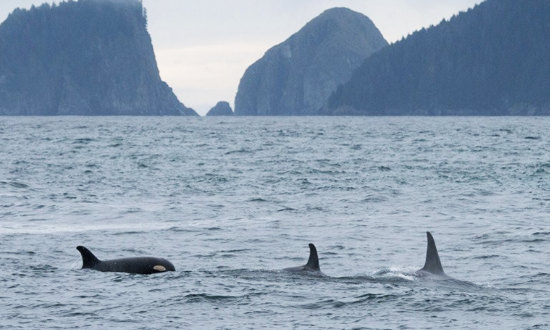 Whale watching in Kenai Fjords