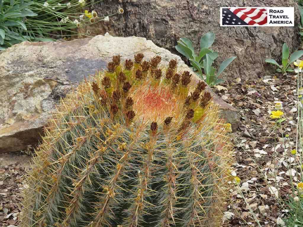 Delicate, colorful cactus blooming at the Arizona-Sonora Desert Museum