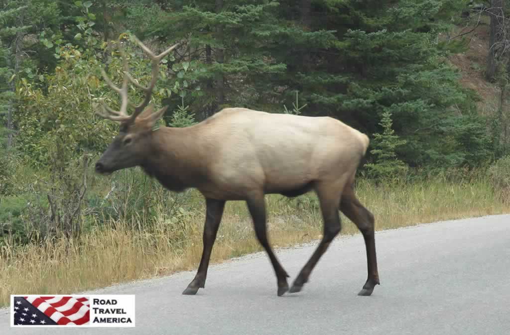 Elk crossing the road ... near Banff, Alberta