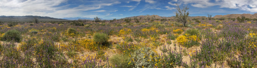 Wildflowers in full bloom in the spring at Joshua Tree