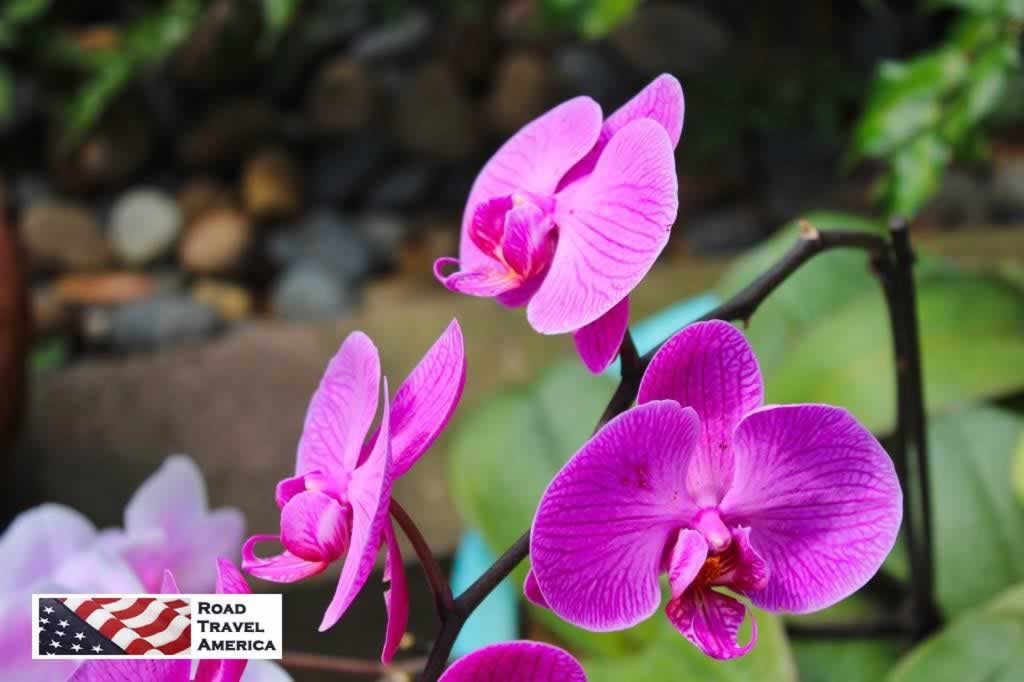 Orchids flourish at Balboa Park in San Diego