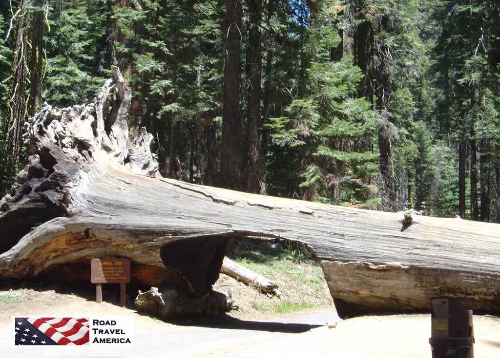 The famous Tunnel Log in Sequoia National Park