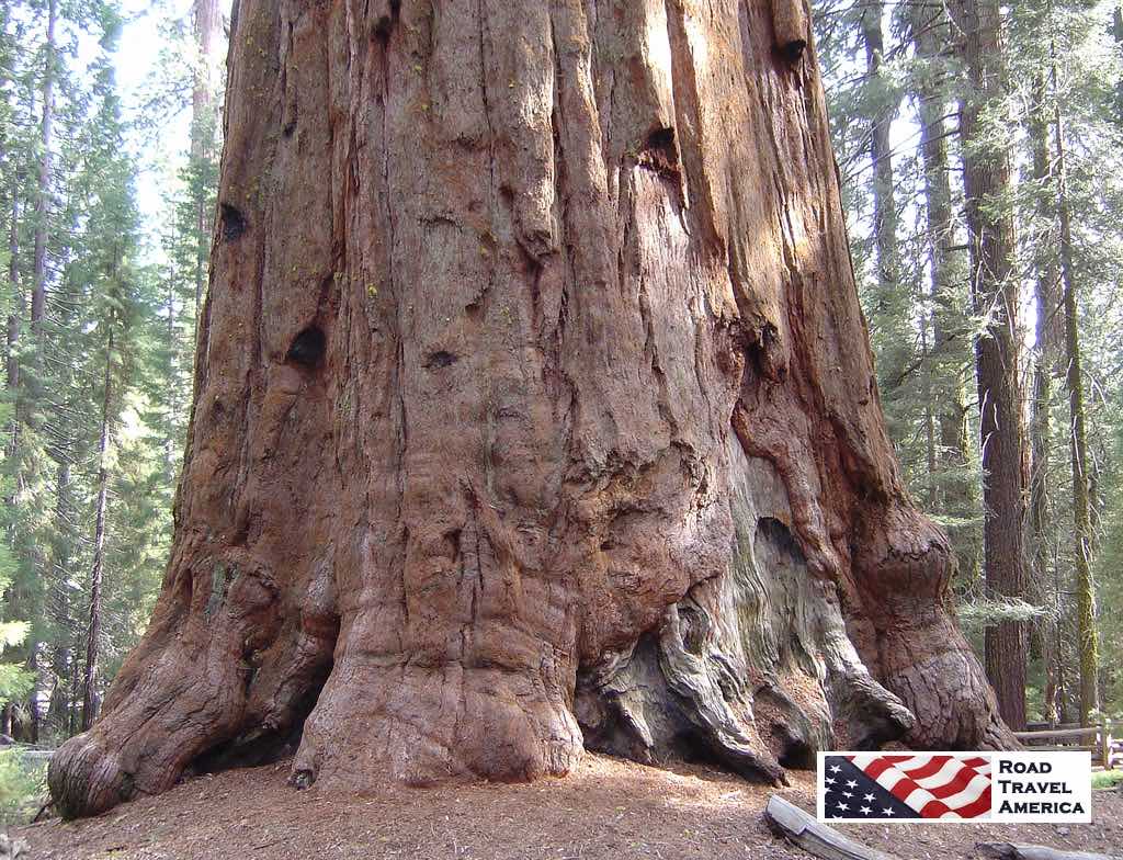 What this National Park is all about ... the giant Sequoia trees!