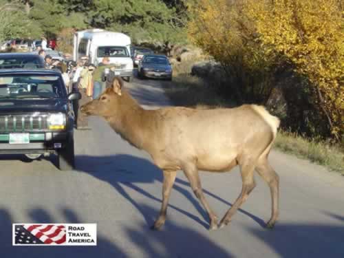 Tourists and elk meet on the road in Rocky Mountain National Park
