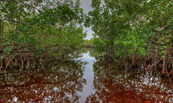 Mature Mangrove Trees in the Everglades National Park in Florida