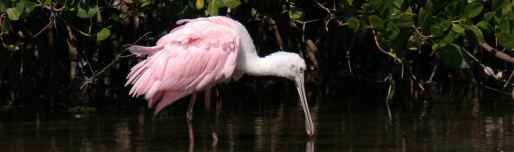 Roseate Spoonbill hunting for food in the Florida Everglades 