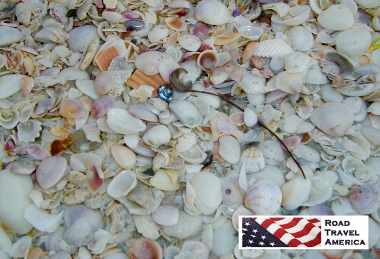 Seashells on the beach at Sanibel Island, Florida