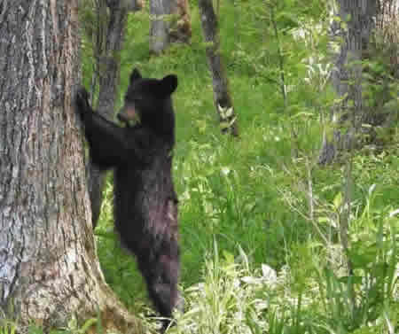 Yes, bear are all around in the Great Smoky Mountains National Park!