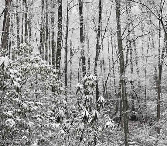 Snow-covered forest in the deep of winter in Great Smoky Mountains National Park