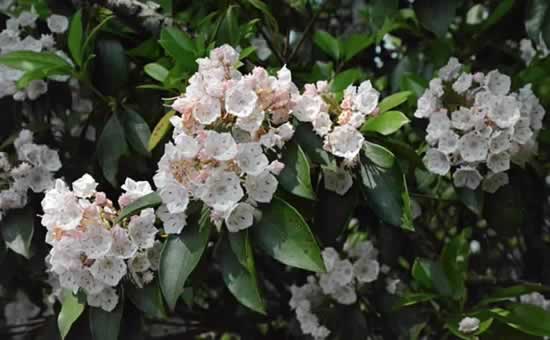 A special treat for visitors to the Smoky Mountains in the spring ... Rhododendrons!