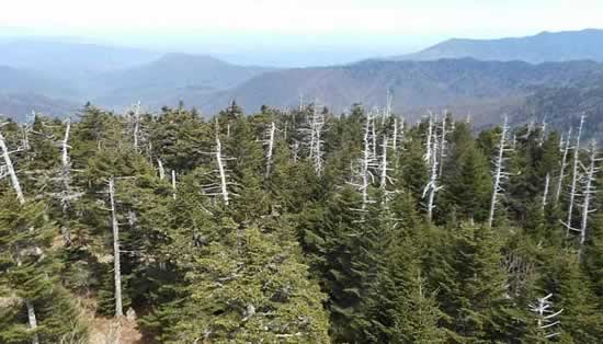 View from the Clingmans Dome tower