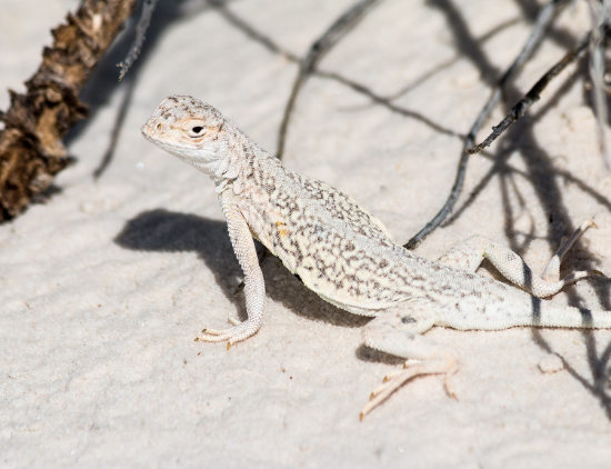 Lizard at White Sands National Park 
