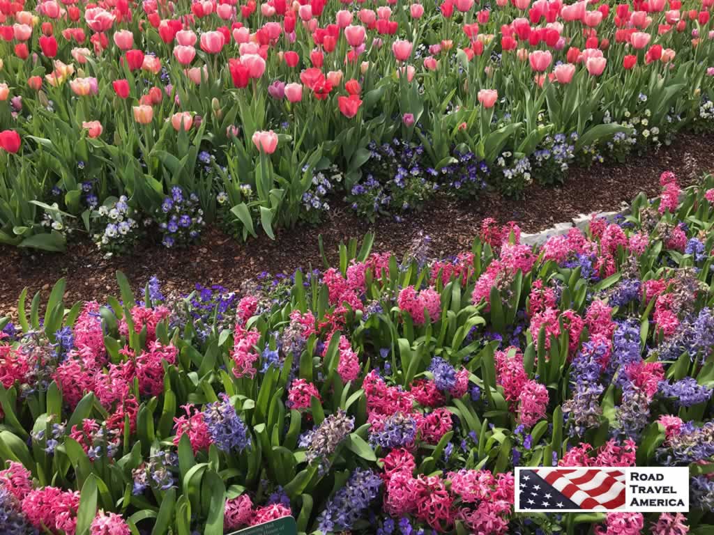 Pink Tulips with violas and hyacinths at the Dallas Arboretum in Spring of 2018