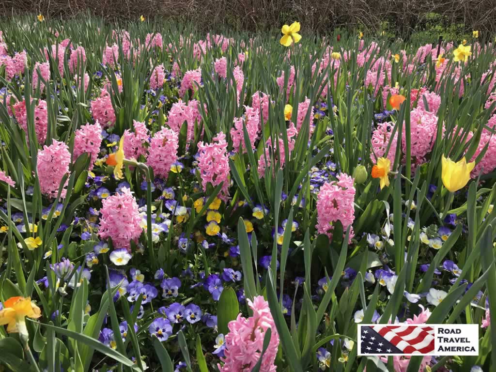Pink Hyacinths with violas and daffodils blooming at the Dallas Arboretum