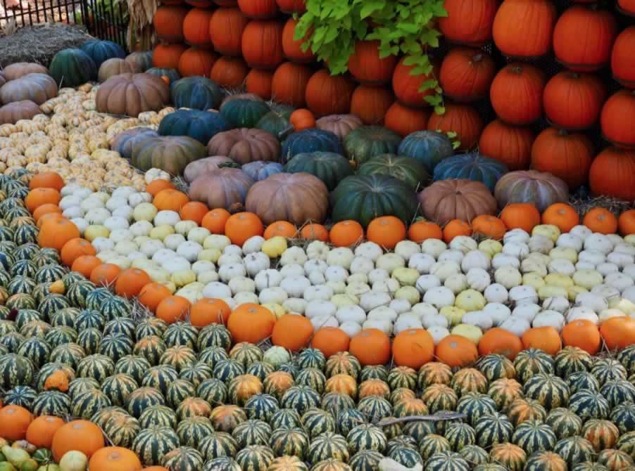Garden art with pumpkins and squash at the Dallas Arboretum in the Fall