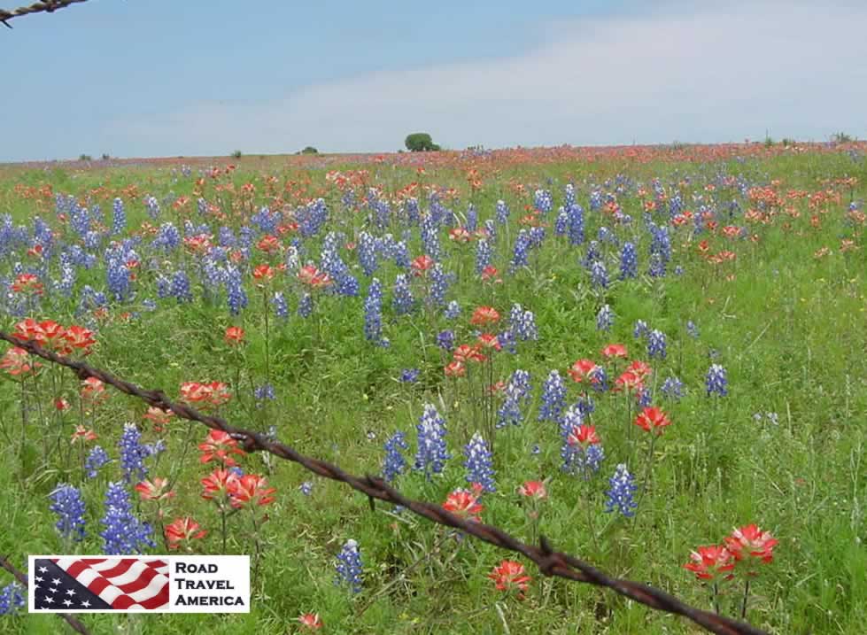 Bluebonnets and Barbed Wire ... and Paintbrushes ... springtime in the Texas Hill Country