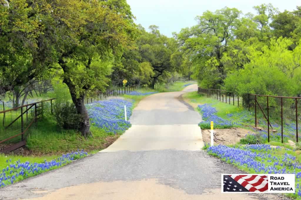 A profusion of Bluebonnets along the Willow City Loop near Fredericksburg, Texas in the spring