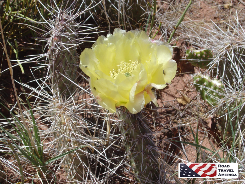 Beautiful yellow, blooming cactus at Canyonlands National Park
