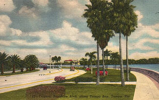 Tropical Bayshore Boulevard in Tampa, Florida