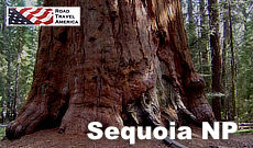 Visit Sequoia National Park and Kings Canyon while vacationing in California